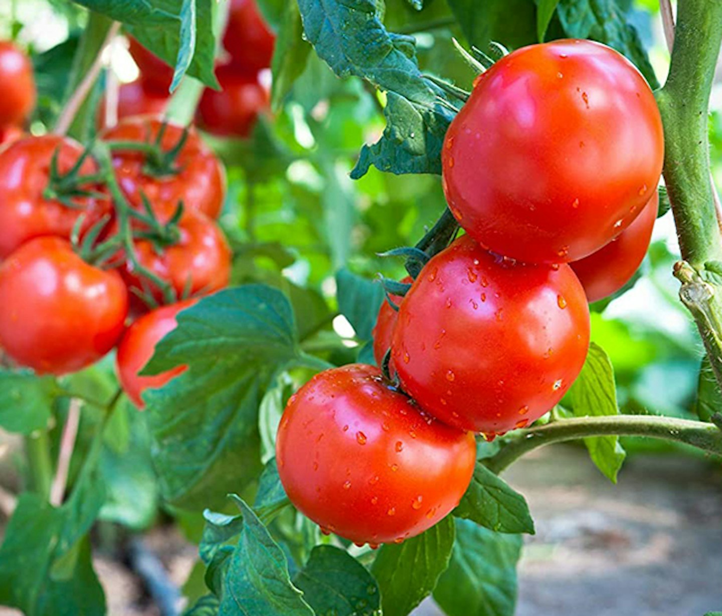 Tomato plug plants