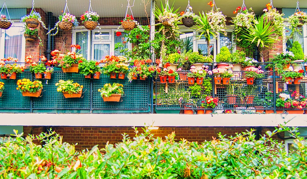 The best balcony plants UK
