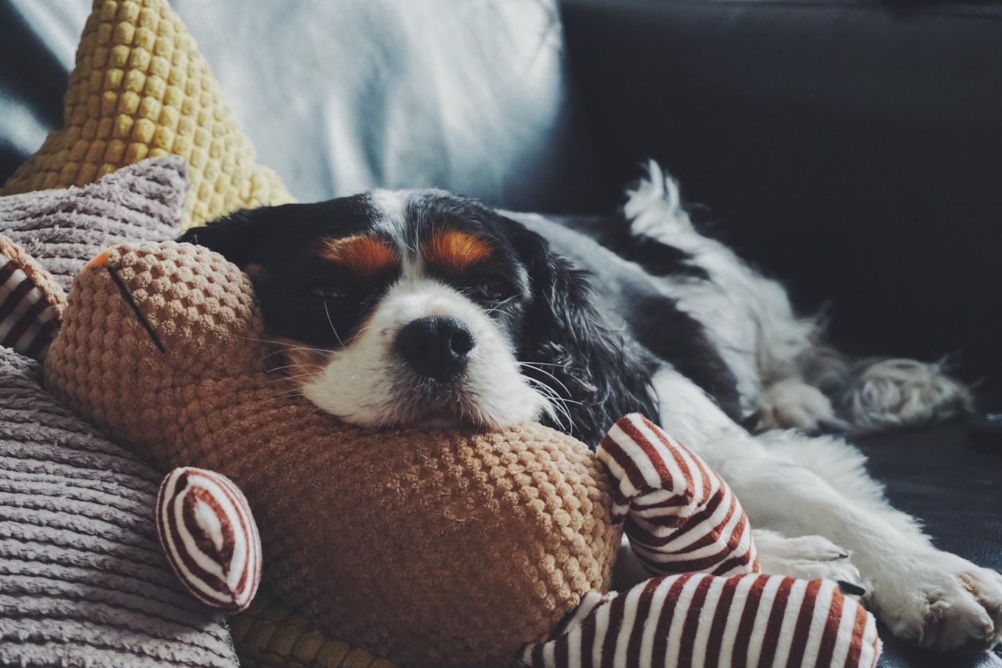 How to treat separation anxiety in dogs
