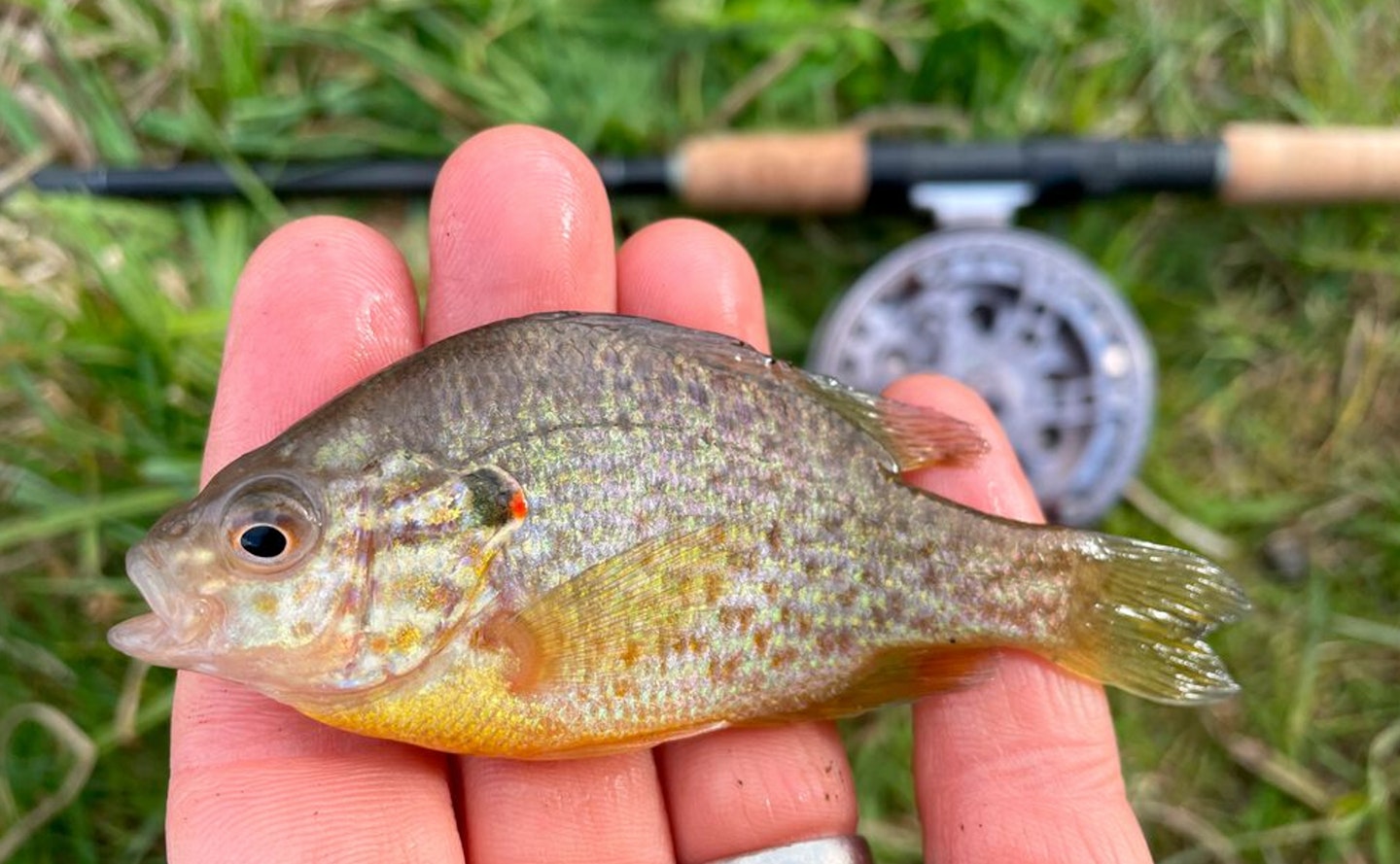 pumpkinseed