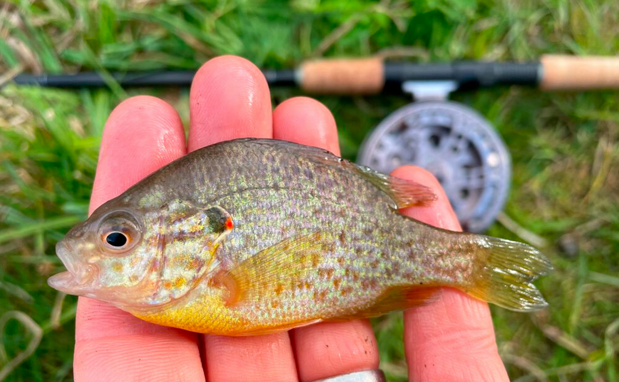 pumpkinseed