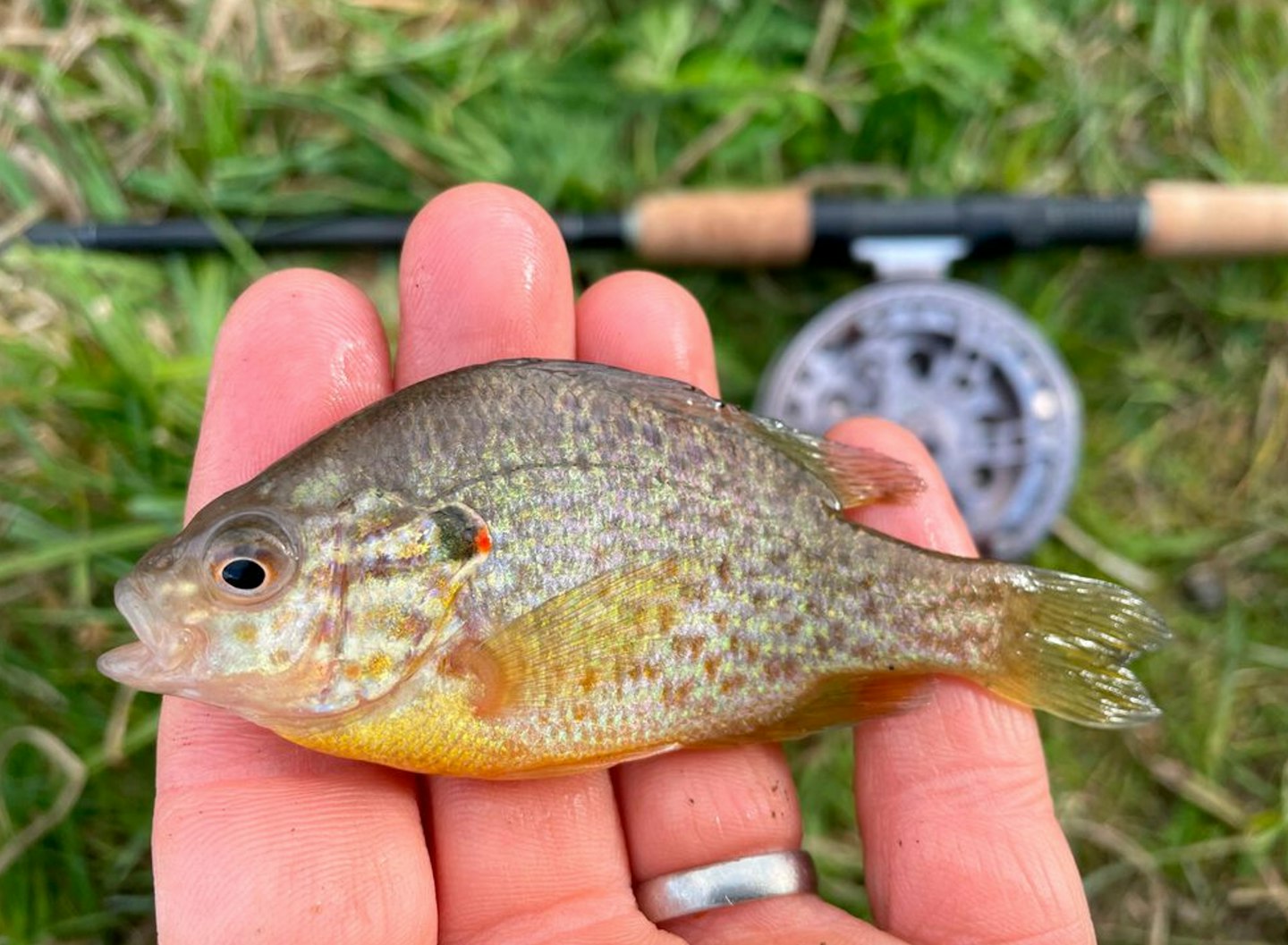 Pumpkinseed are a rare fish to catch in UK waters 