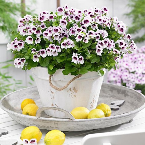 These 15 Houseplants Will Survive Your Cold, Drafty Bedroom Grazia