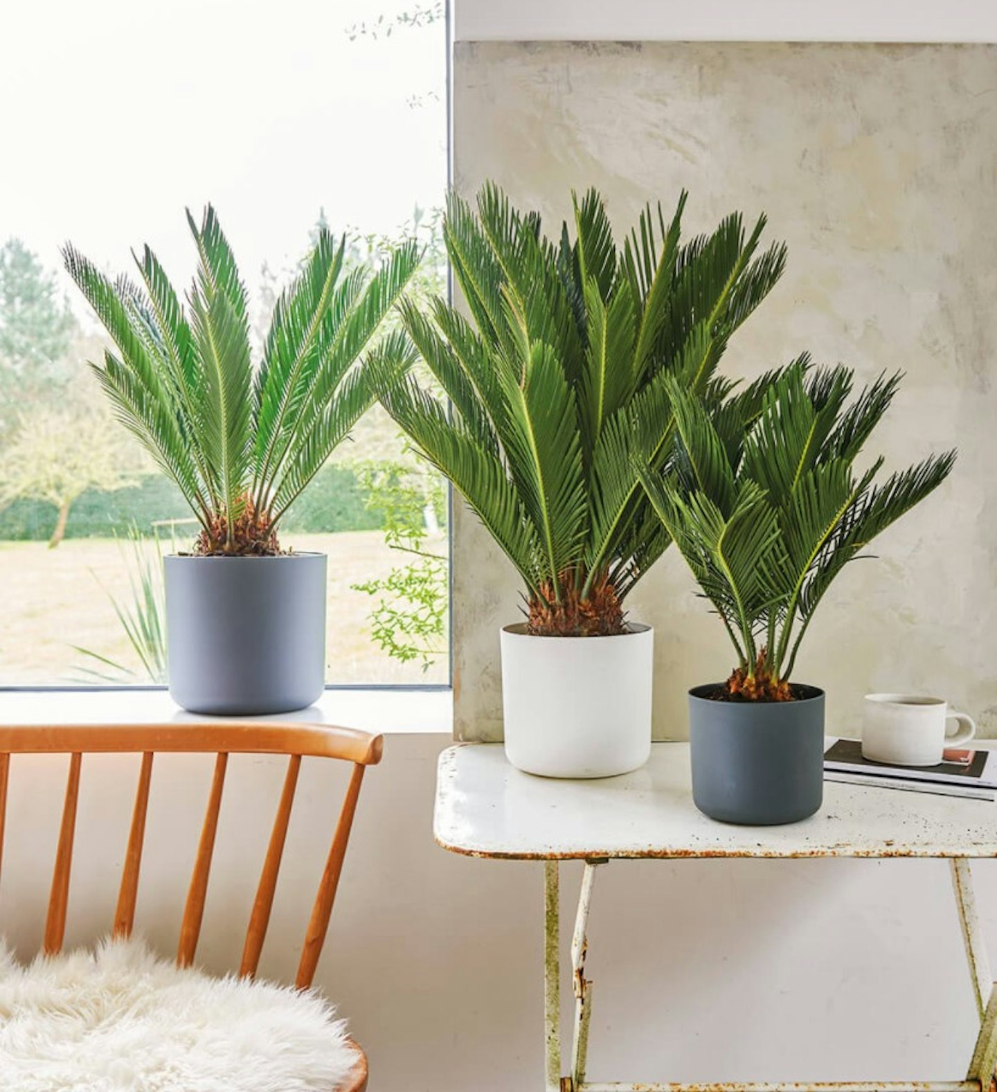 Houseplants for cold rooms