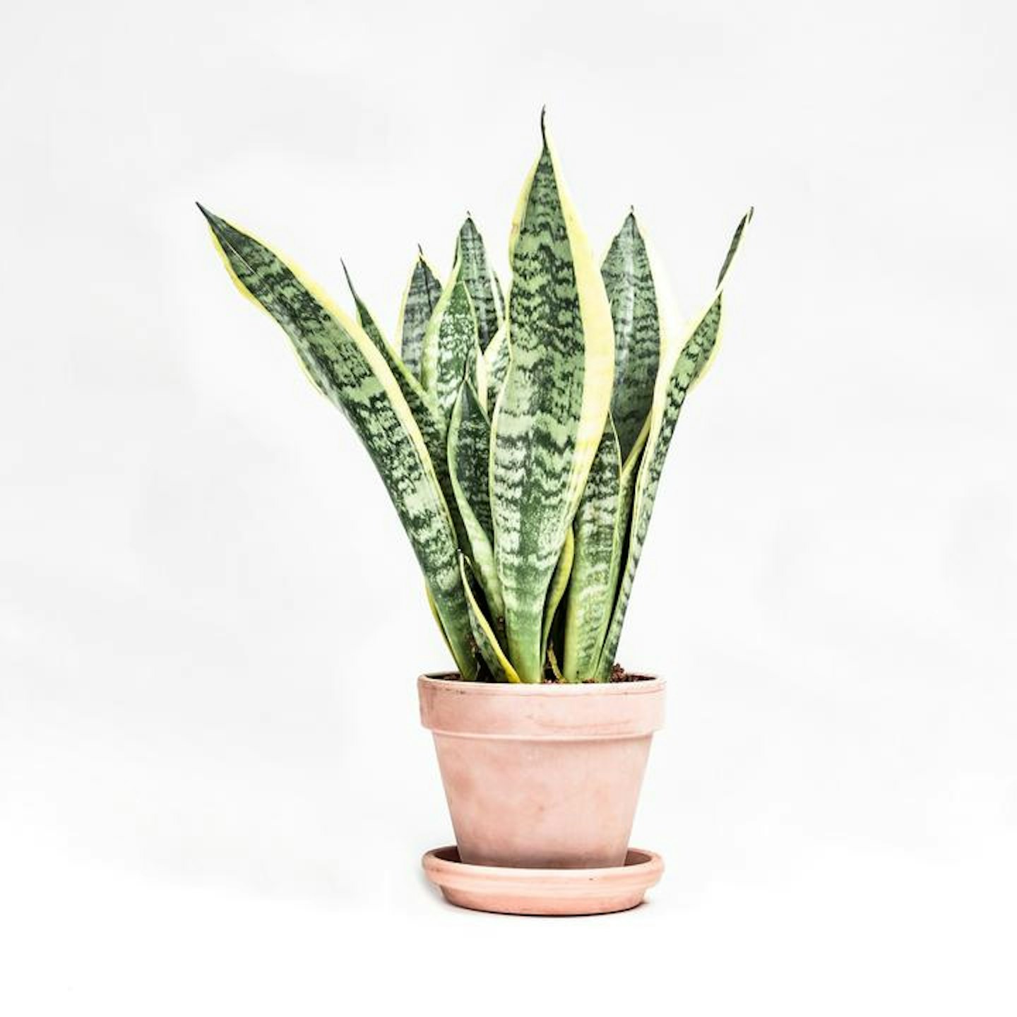 Houseplants for cold rooms