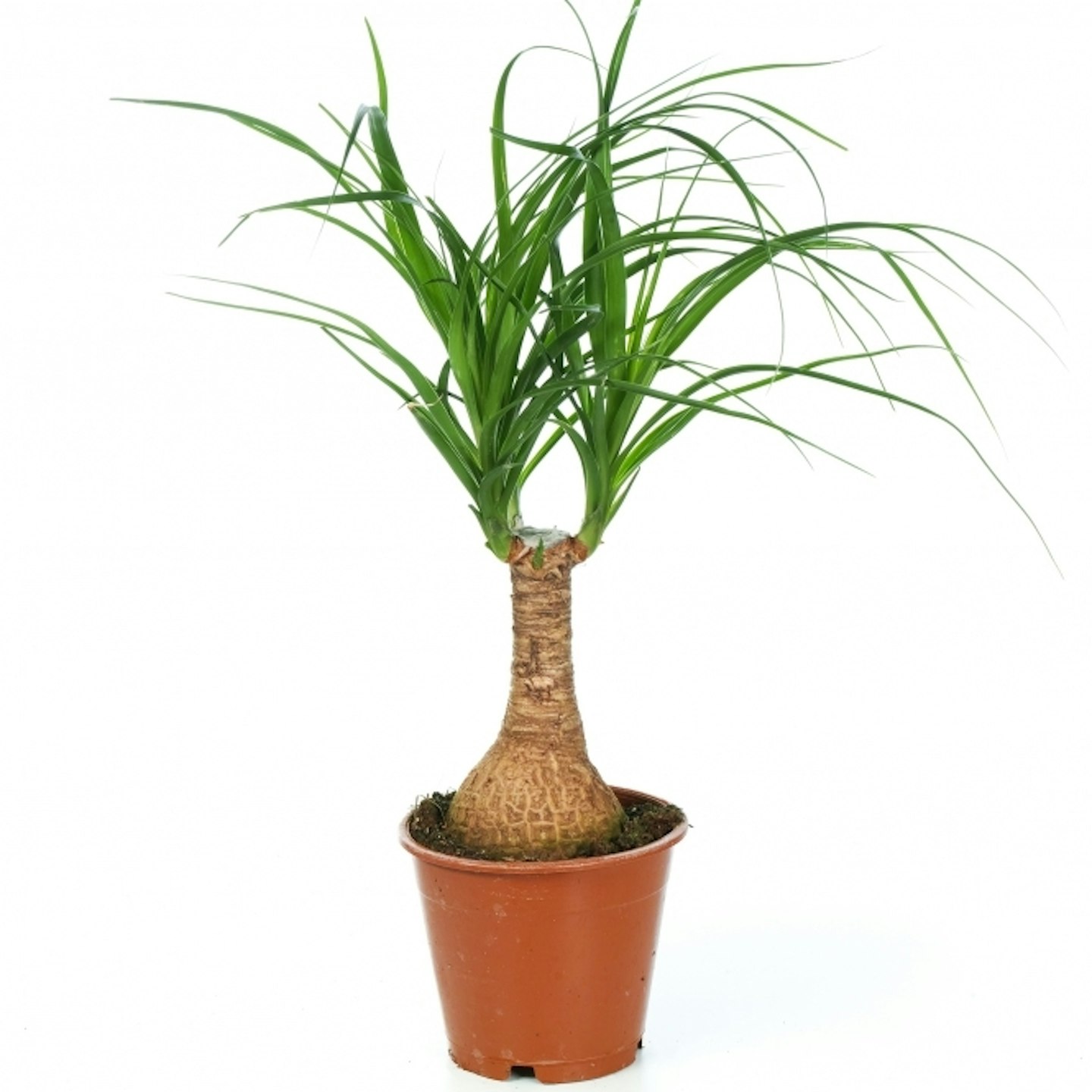 Houseplants for cold rooms