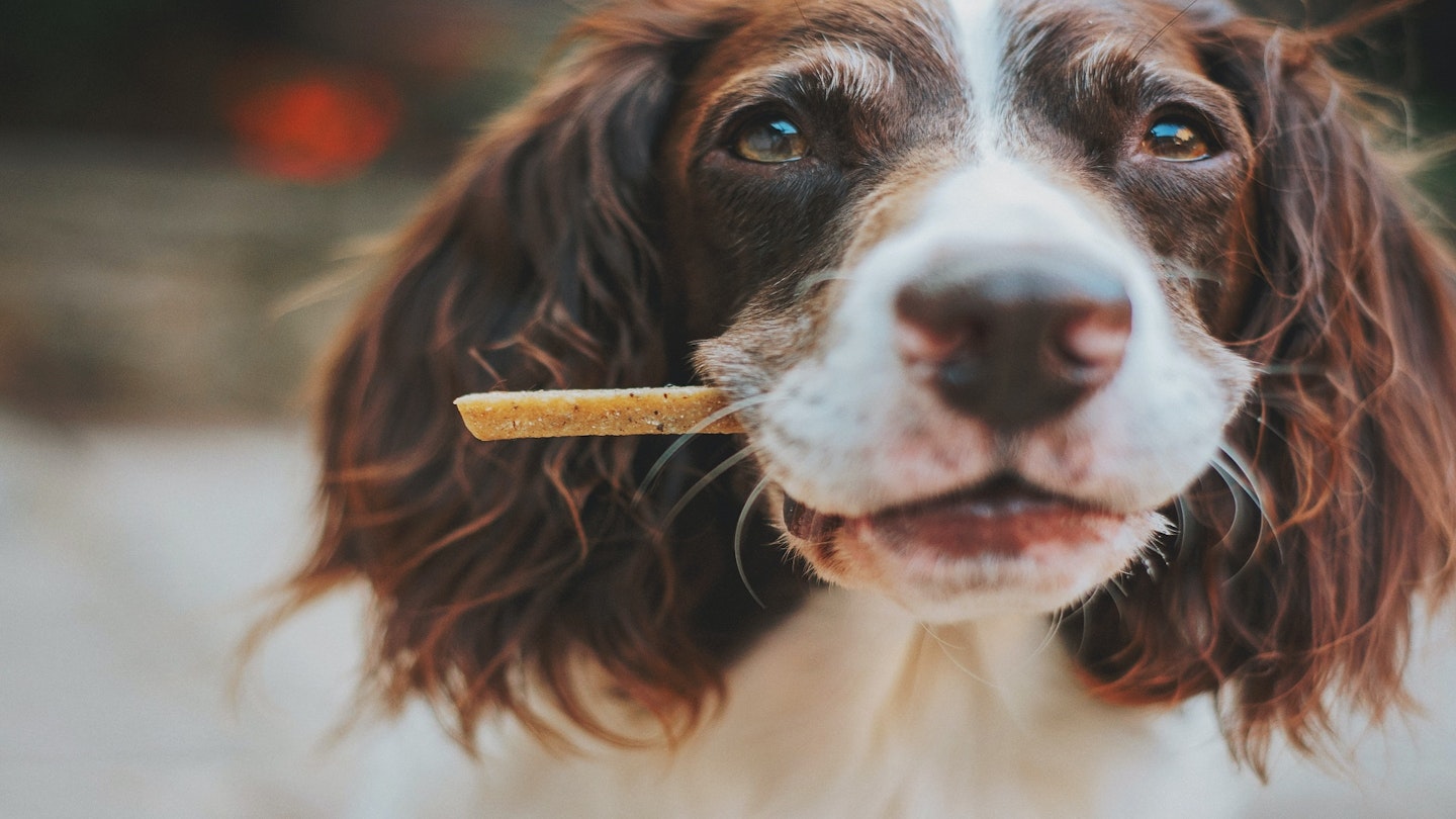 A close-up of a cocker spaniel dog with a dog dental chew in his mouth.