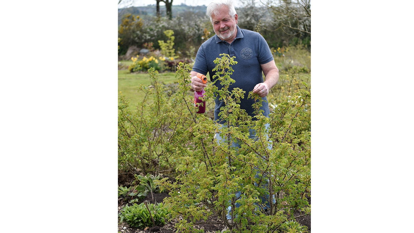 Keep roses protected from blackspot