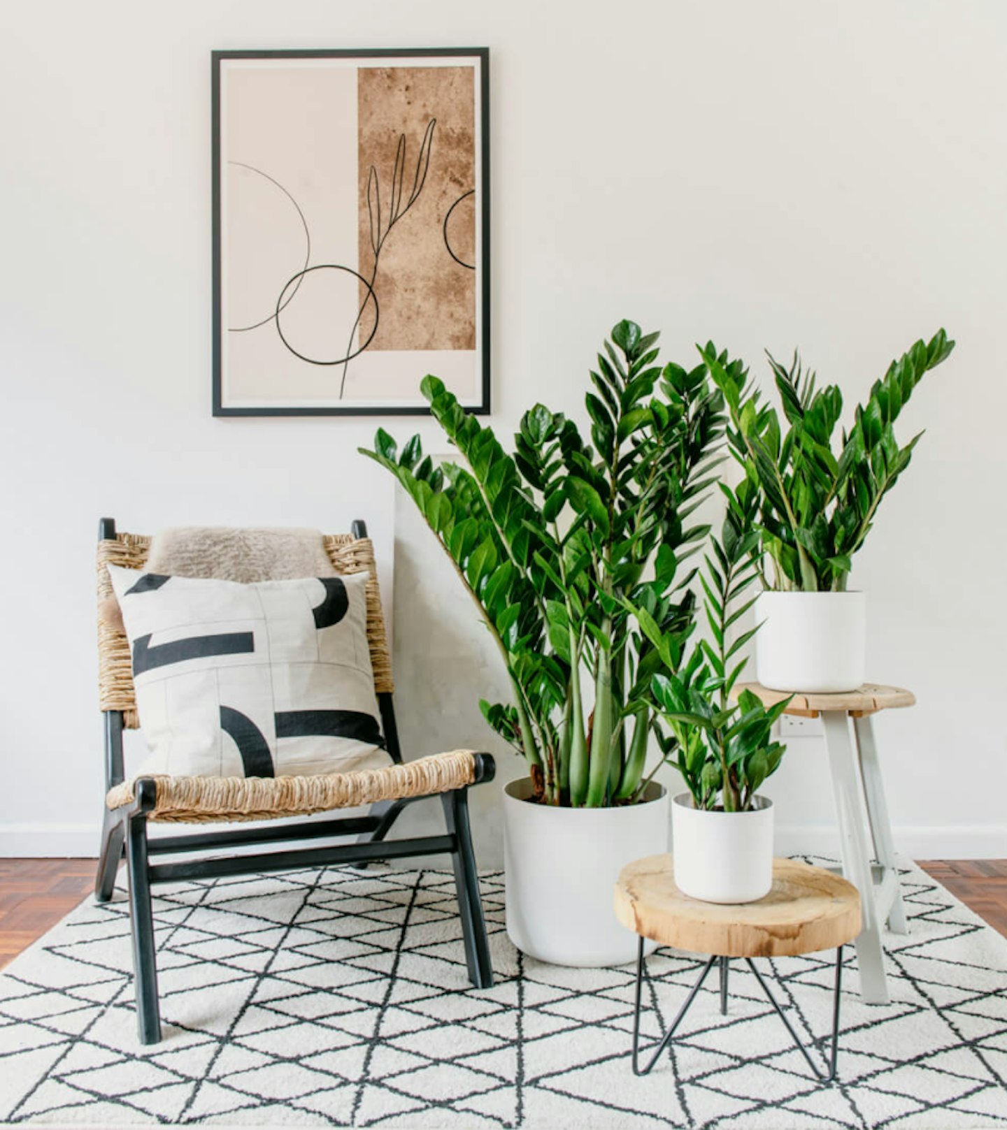 Houseplants for cold rooms