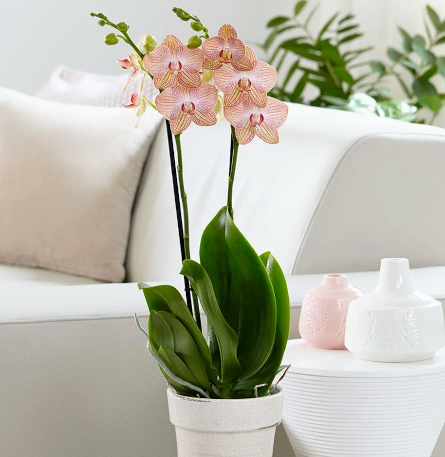 Houseplants for cold rooms