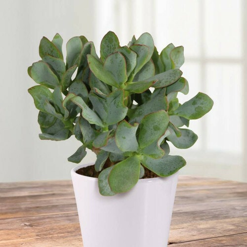 These 15 Houseplants Will Survive Your Cold, Drafty Bedroom Grazia