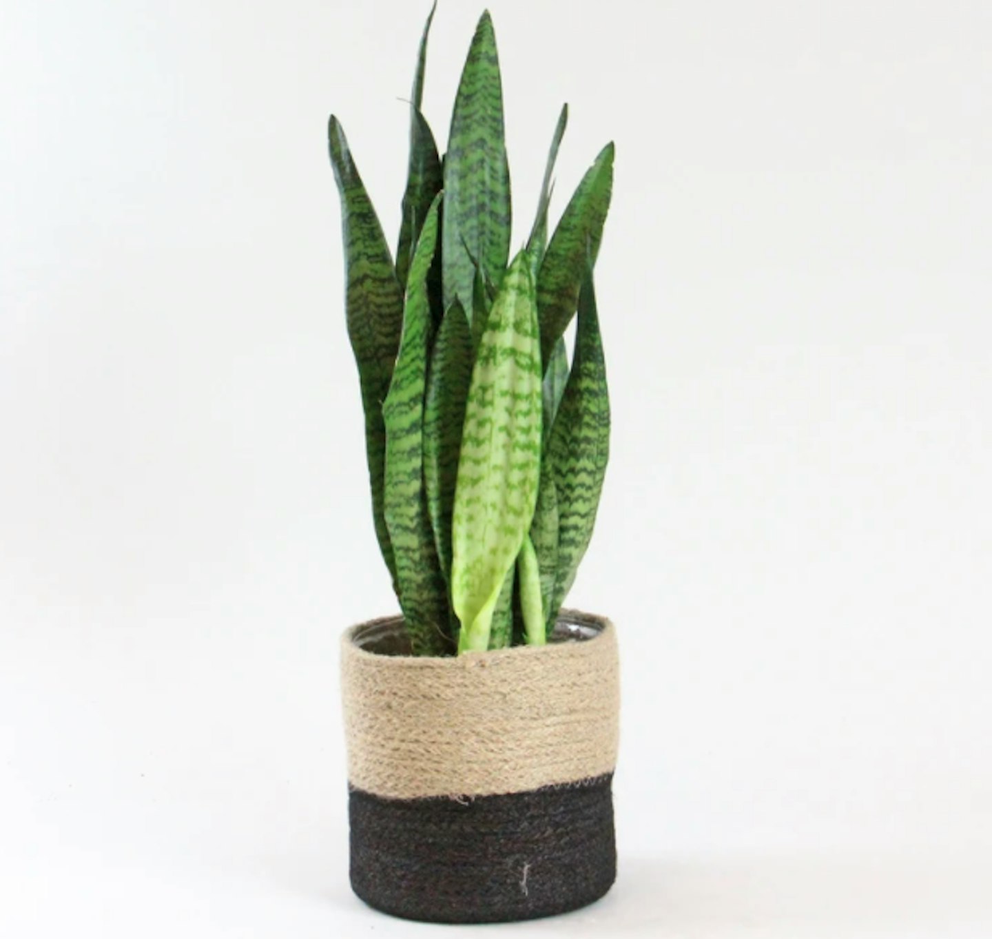 Bloombox Snake Plant
