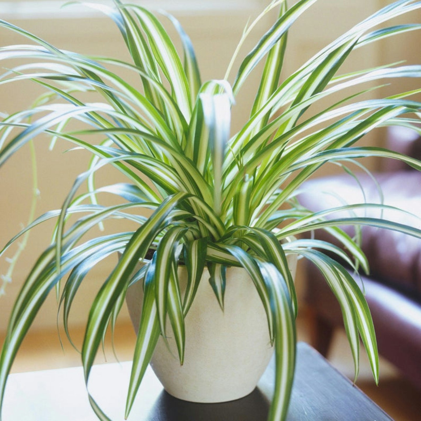 Evergreen Potted Spider Plant