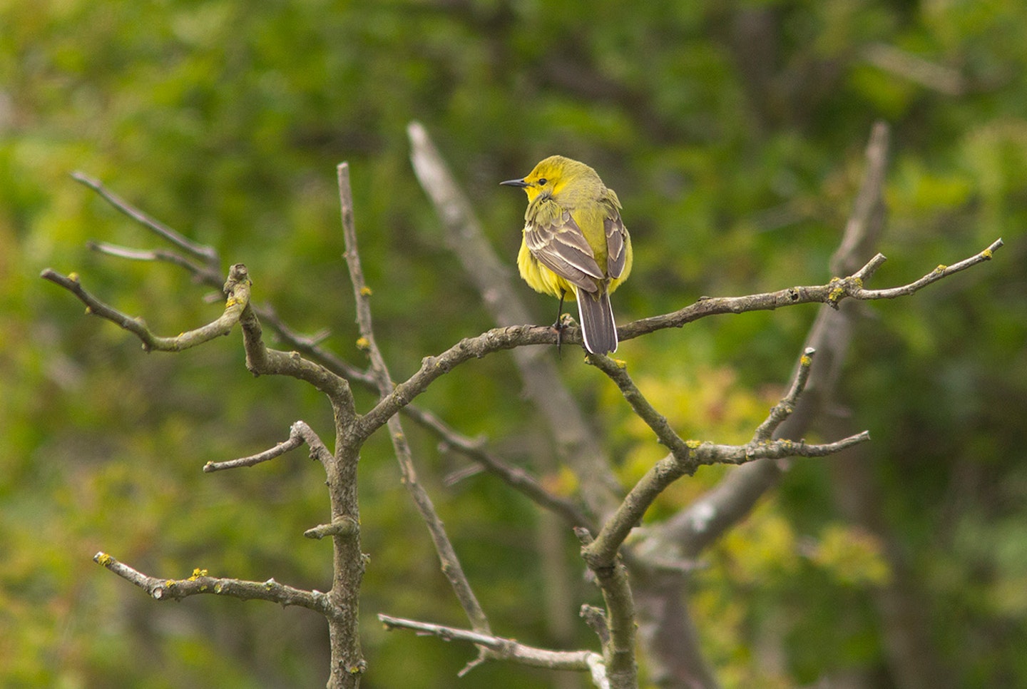 Yellow Wagtail