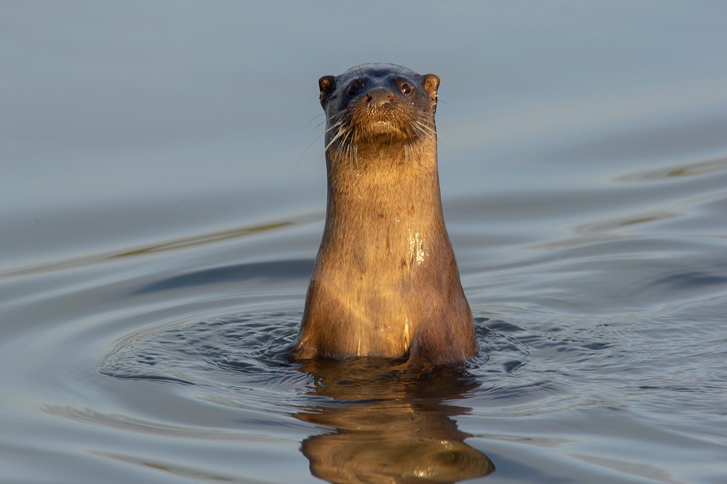 Otter