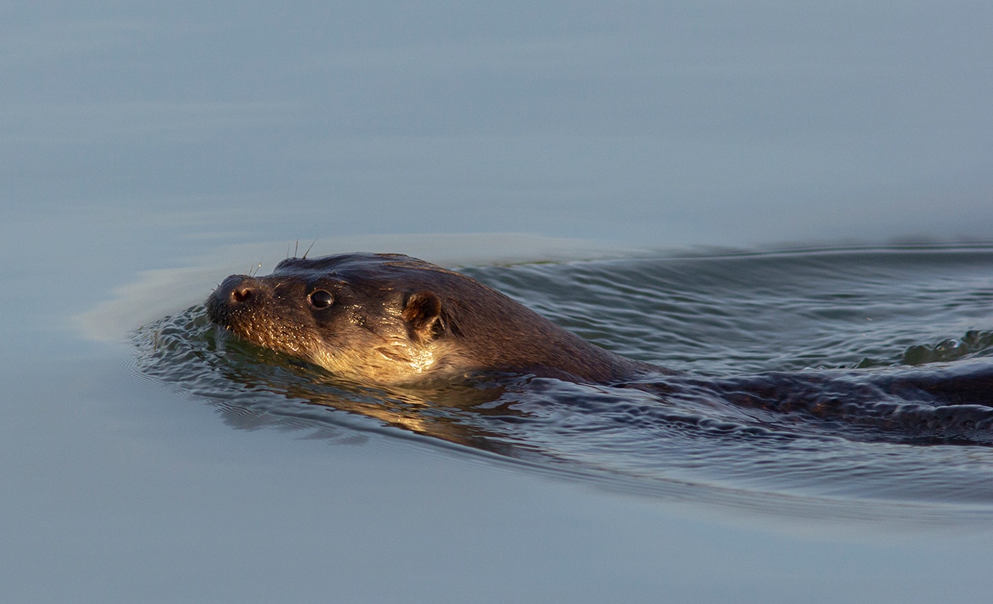 Otter