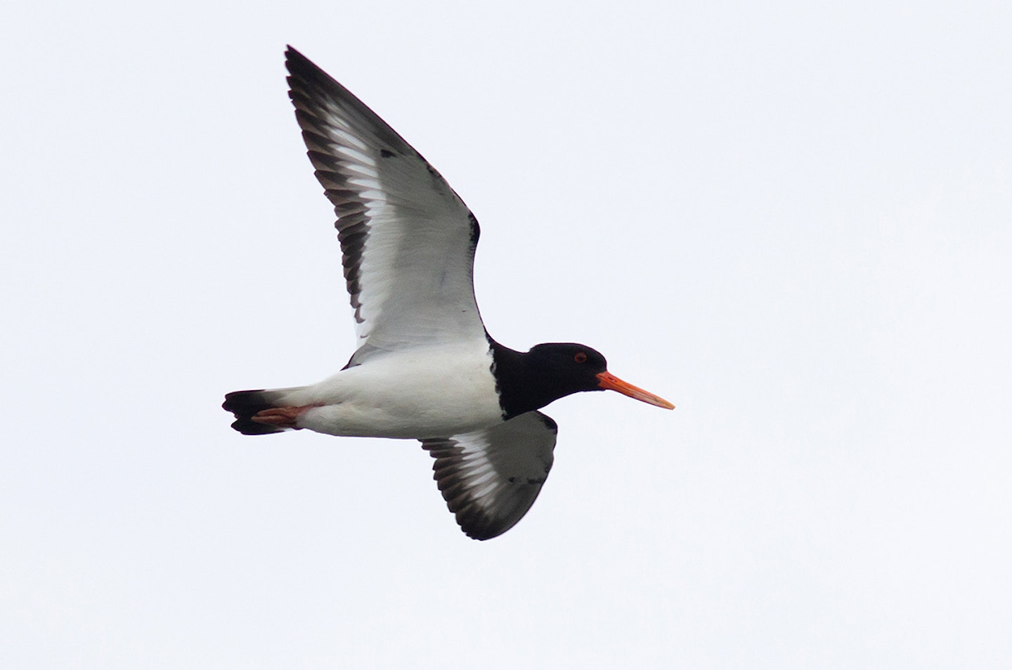 Oystercatcher