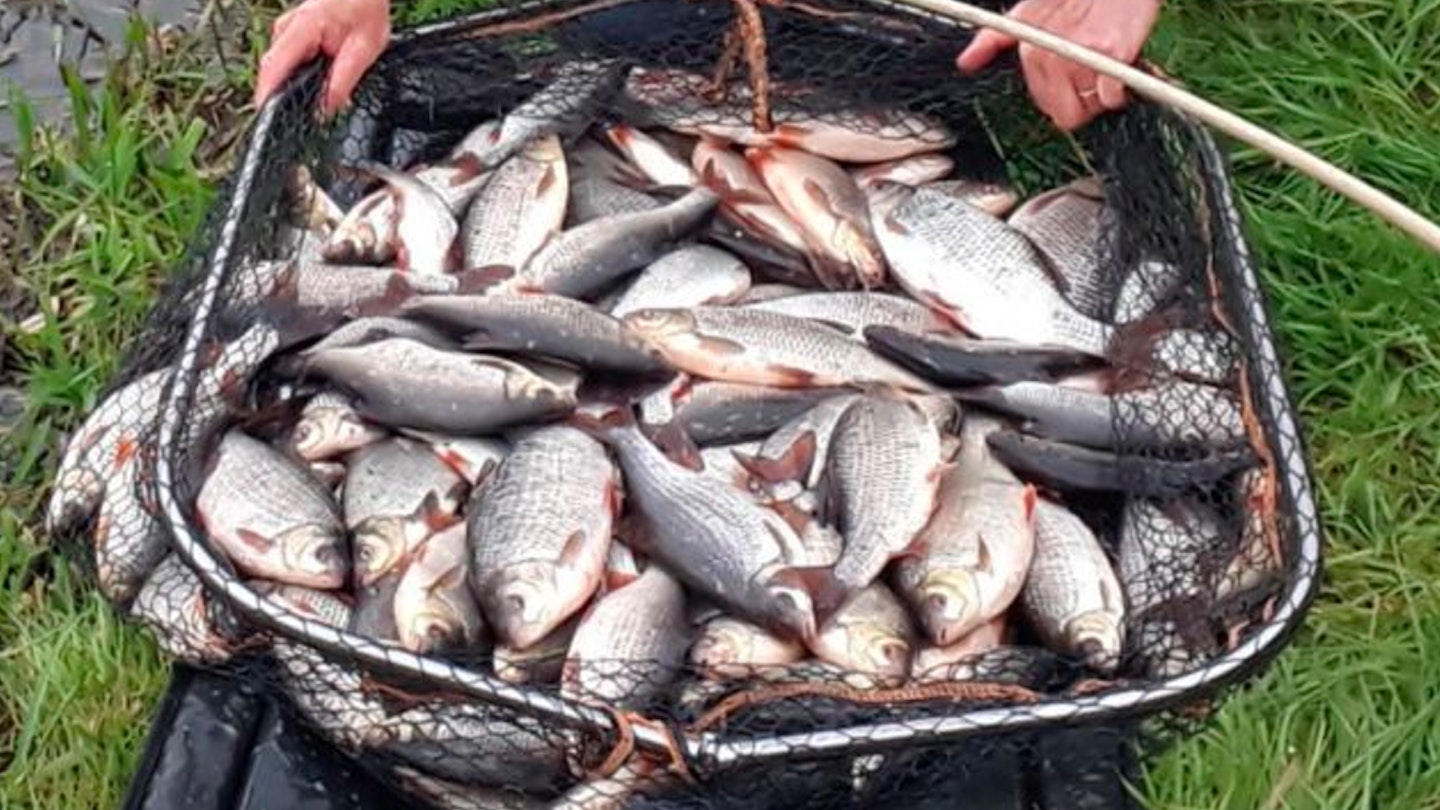 Huge bags of roach from Irish river