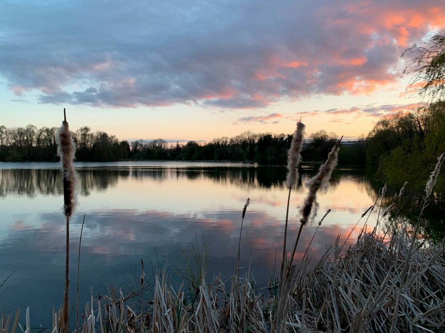 Pan Lake in Kent is home to one very big bream! 