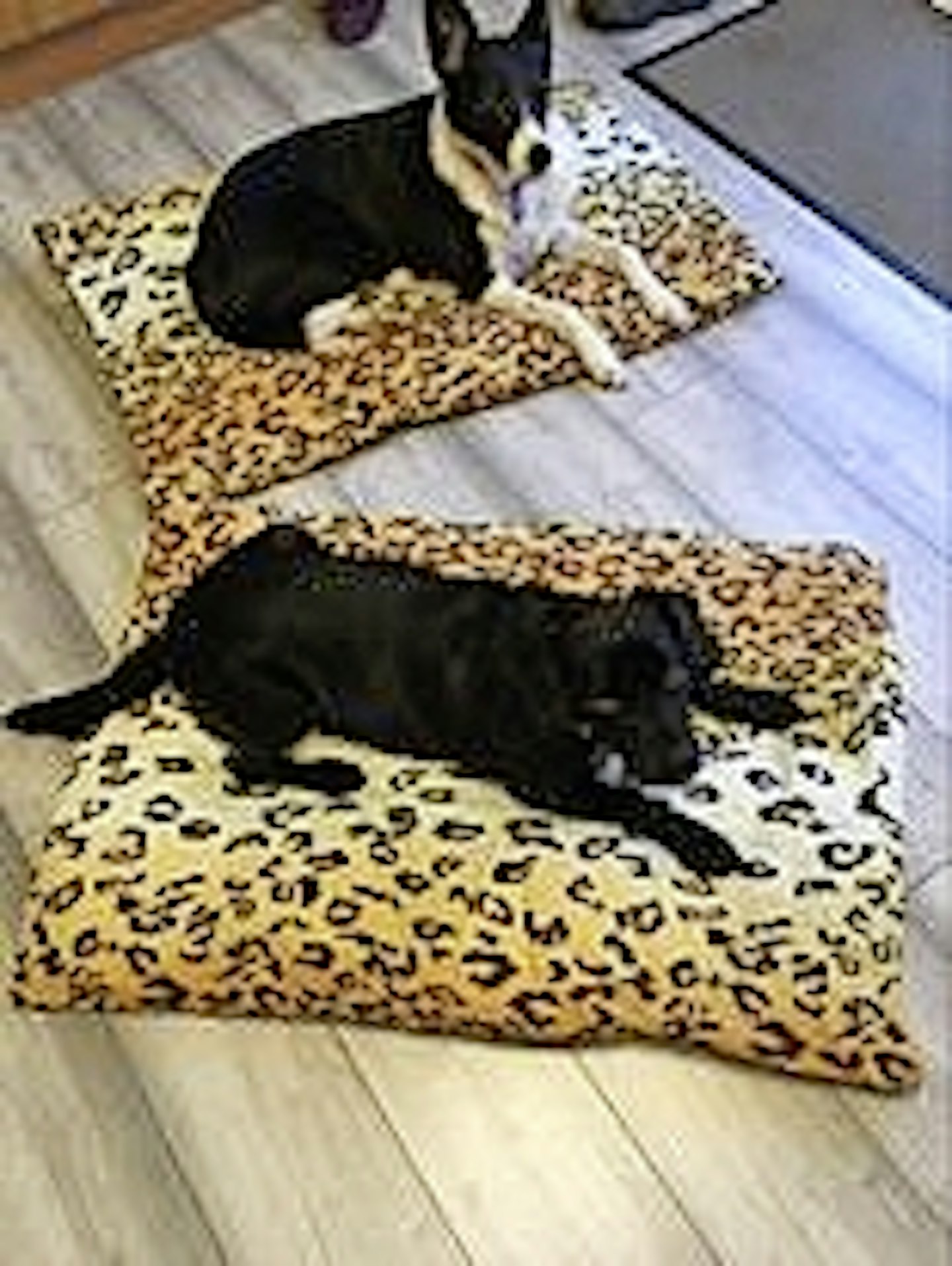 Create a dog bed at home