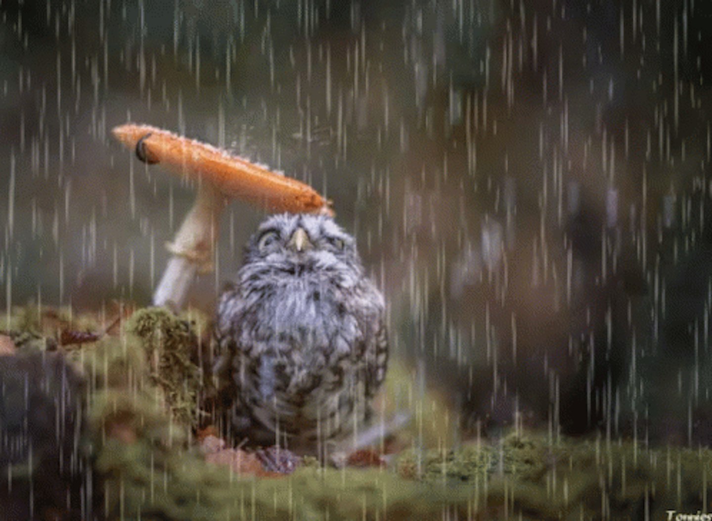 owl raining