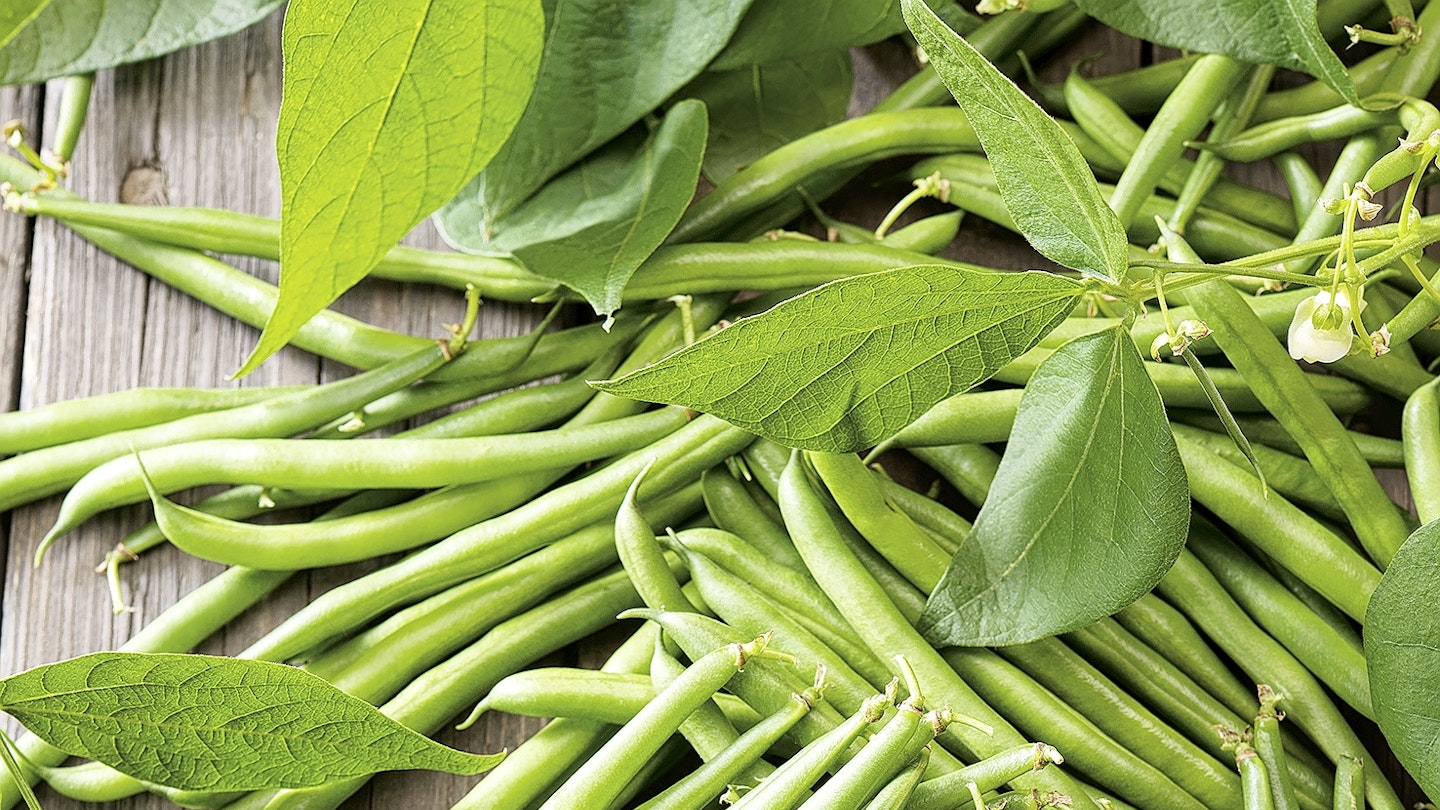 Try growing delicious French beans