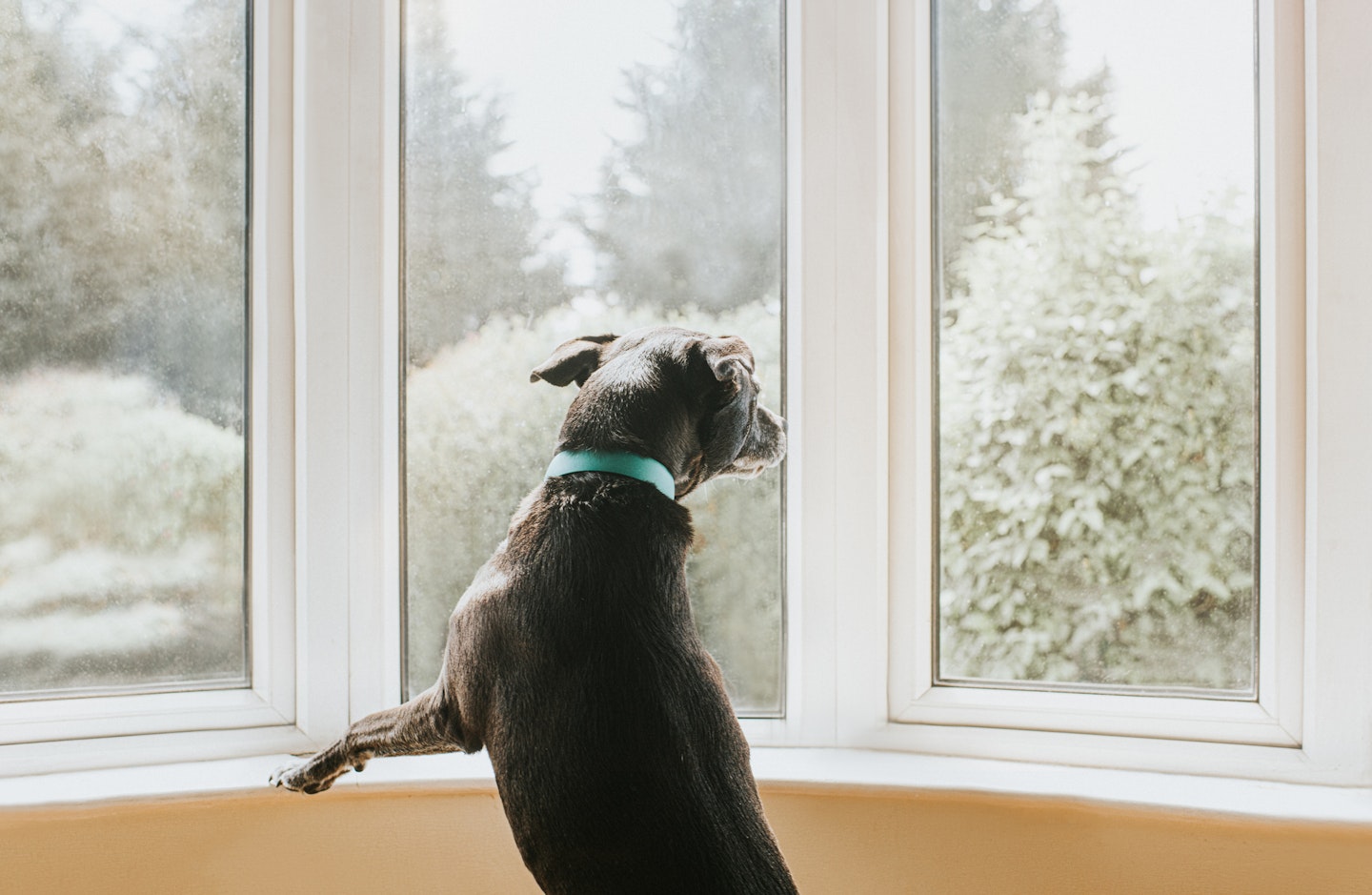Dog staring out window - best pet calming products