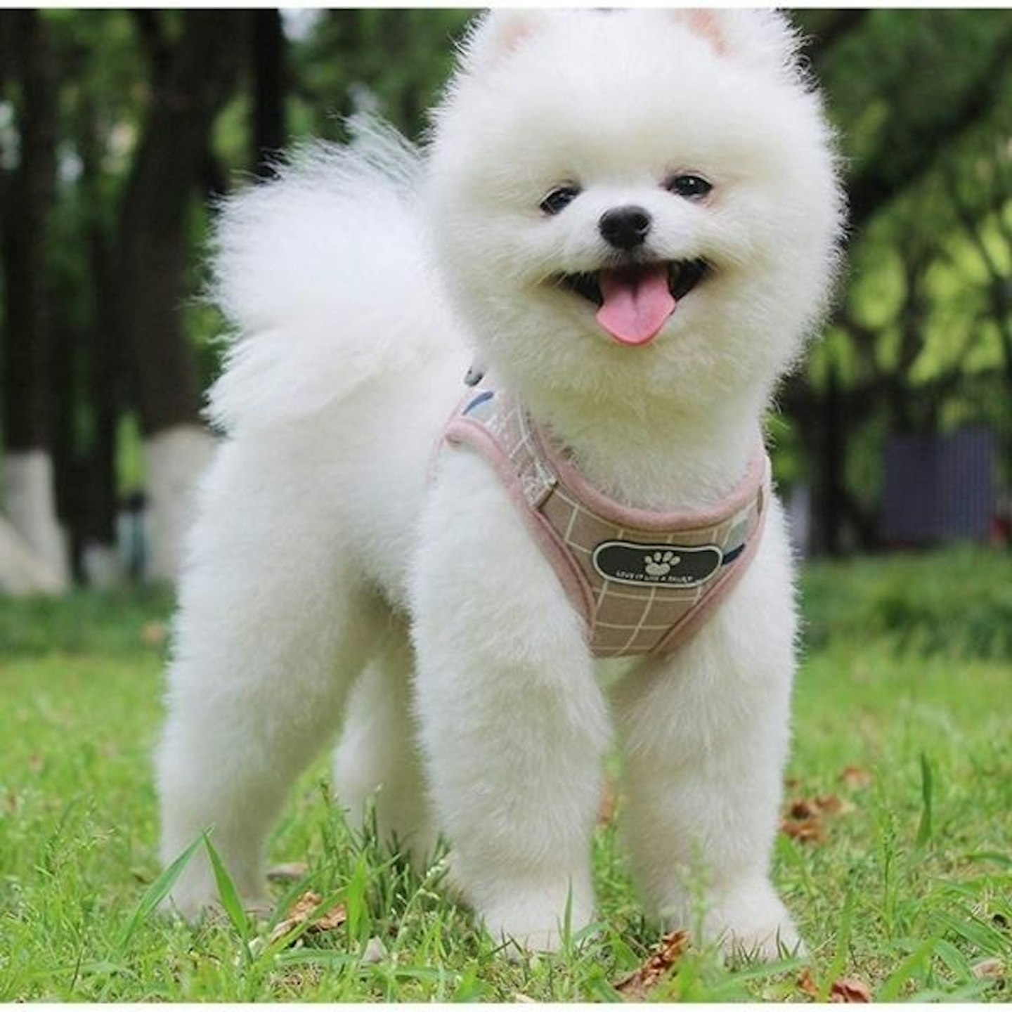 Kismaple Dog Cat Breathable Soft Mesh Reflective Harness