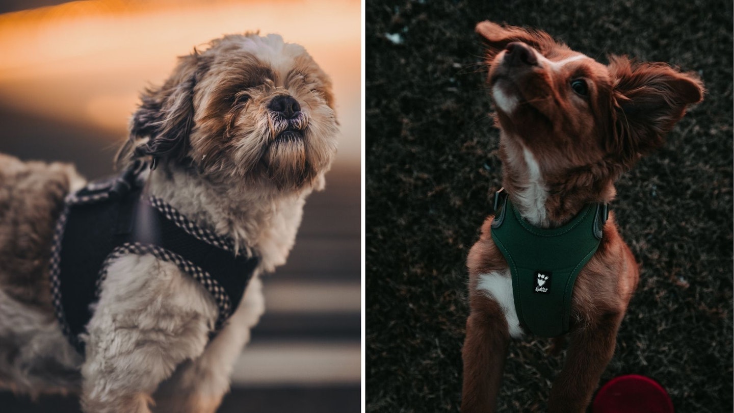 harnesses for small dogs