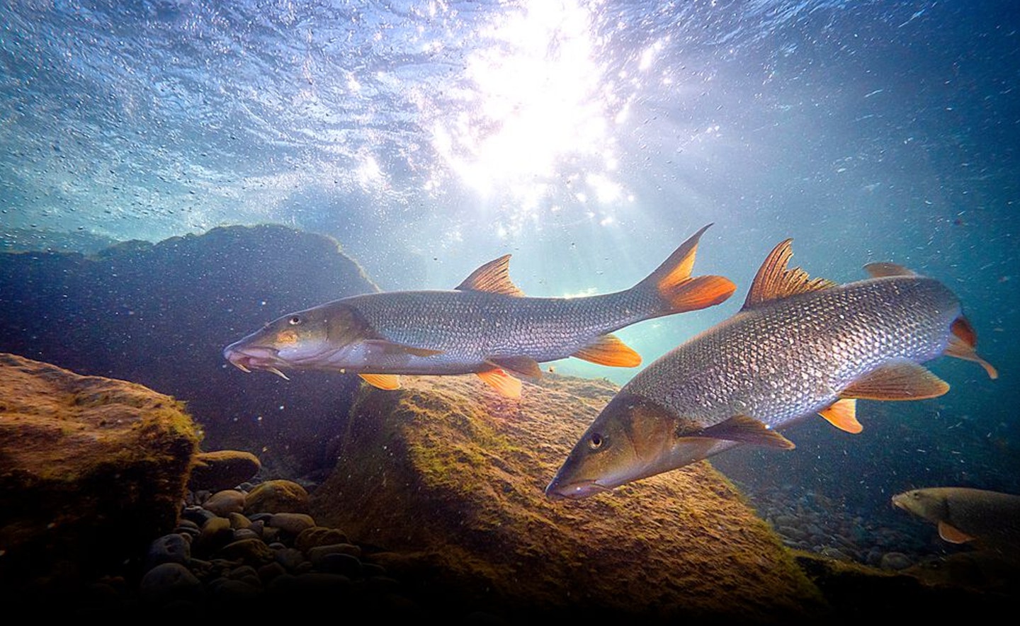 The Avon Roach Project will be helping boost barbel numbers next