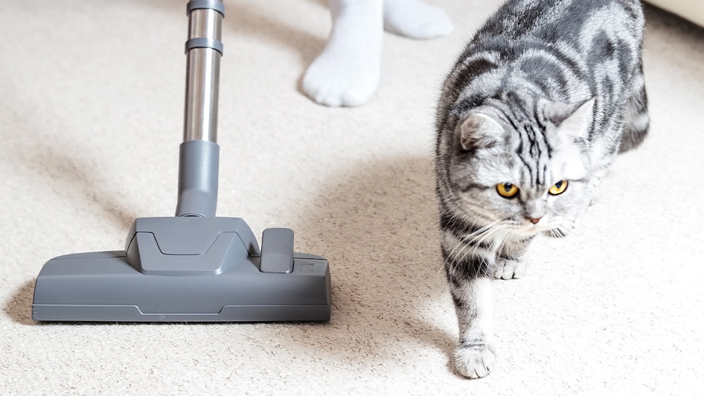Carpet cleaner for pets