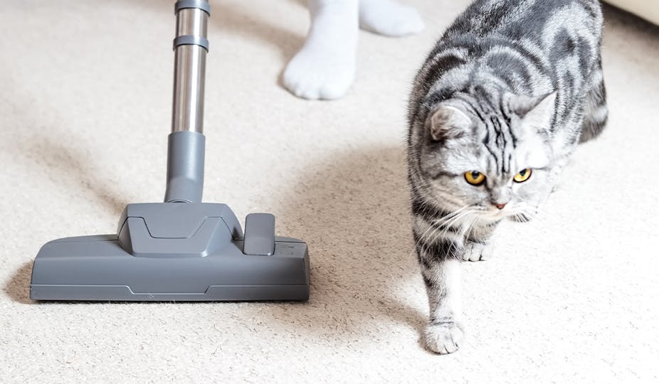 The best carpet cleaners for homes with pets | Pets | Take A Break