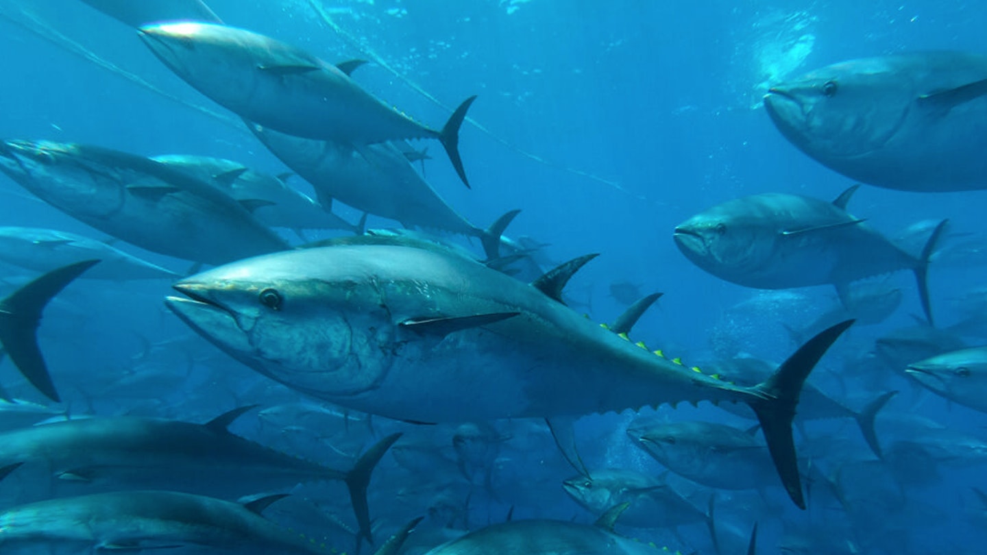 Bluefin tuna fishery given green light by Government