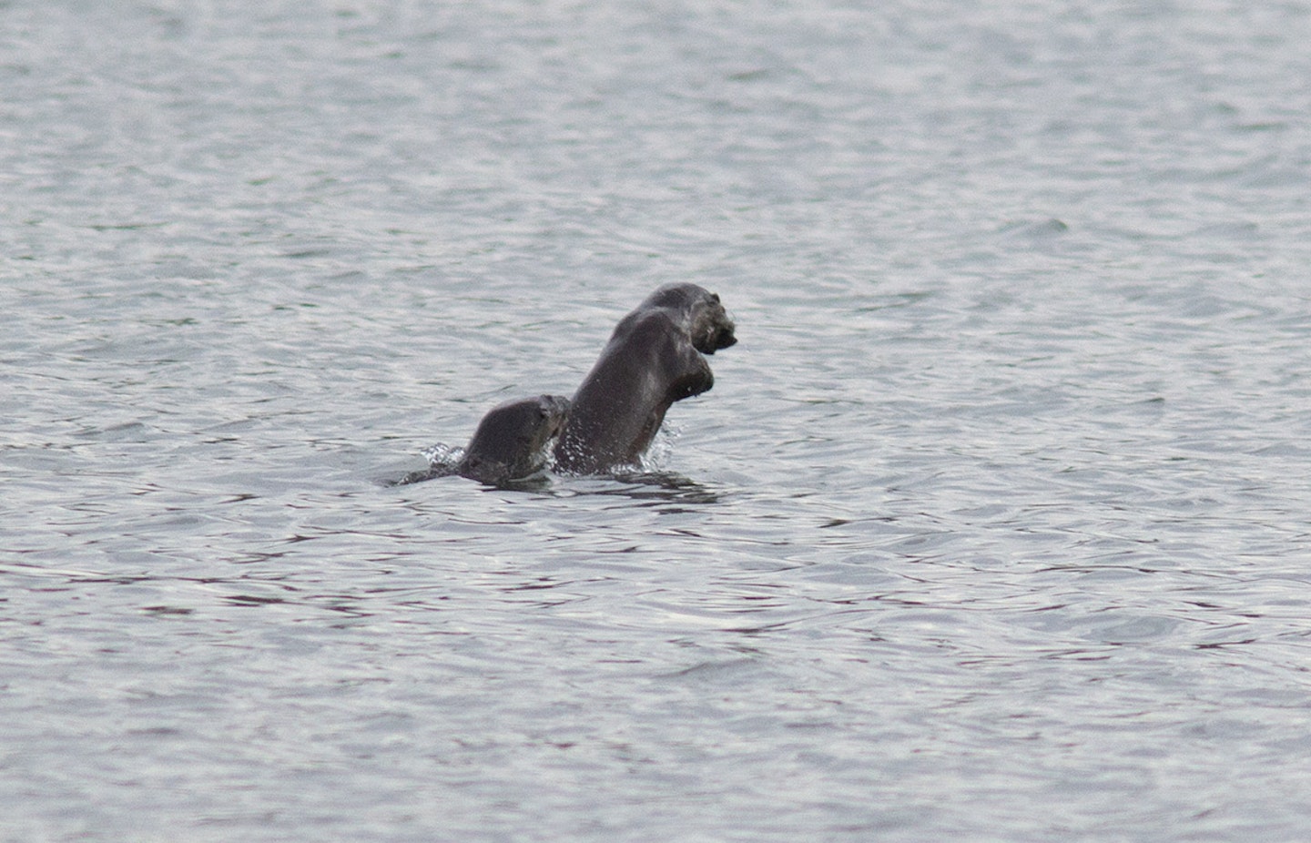 Otters