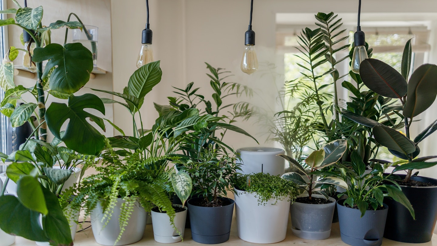 A cluster of artificial plants on a kitchen