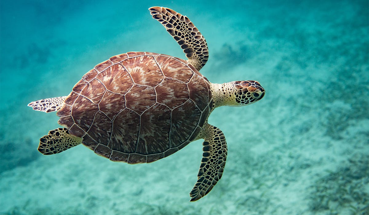 Turtle Food: The Importance of Shrimp and Plant Matter in a Balanced Diet Turtle Food: The Importance of Shrimp and Plant Matter in a Balanced Diet