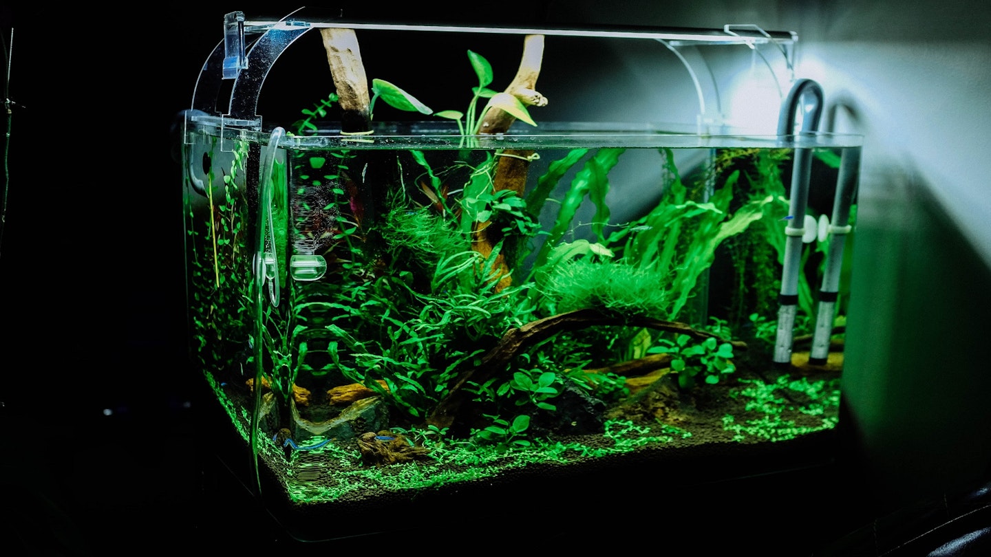 An aquarium with seaplants, and a thermometer as well as an aquarium heater