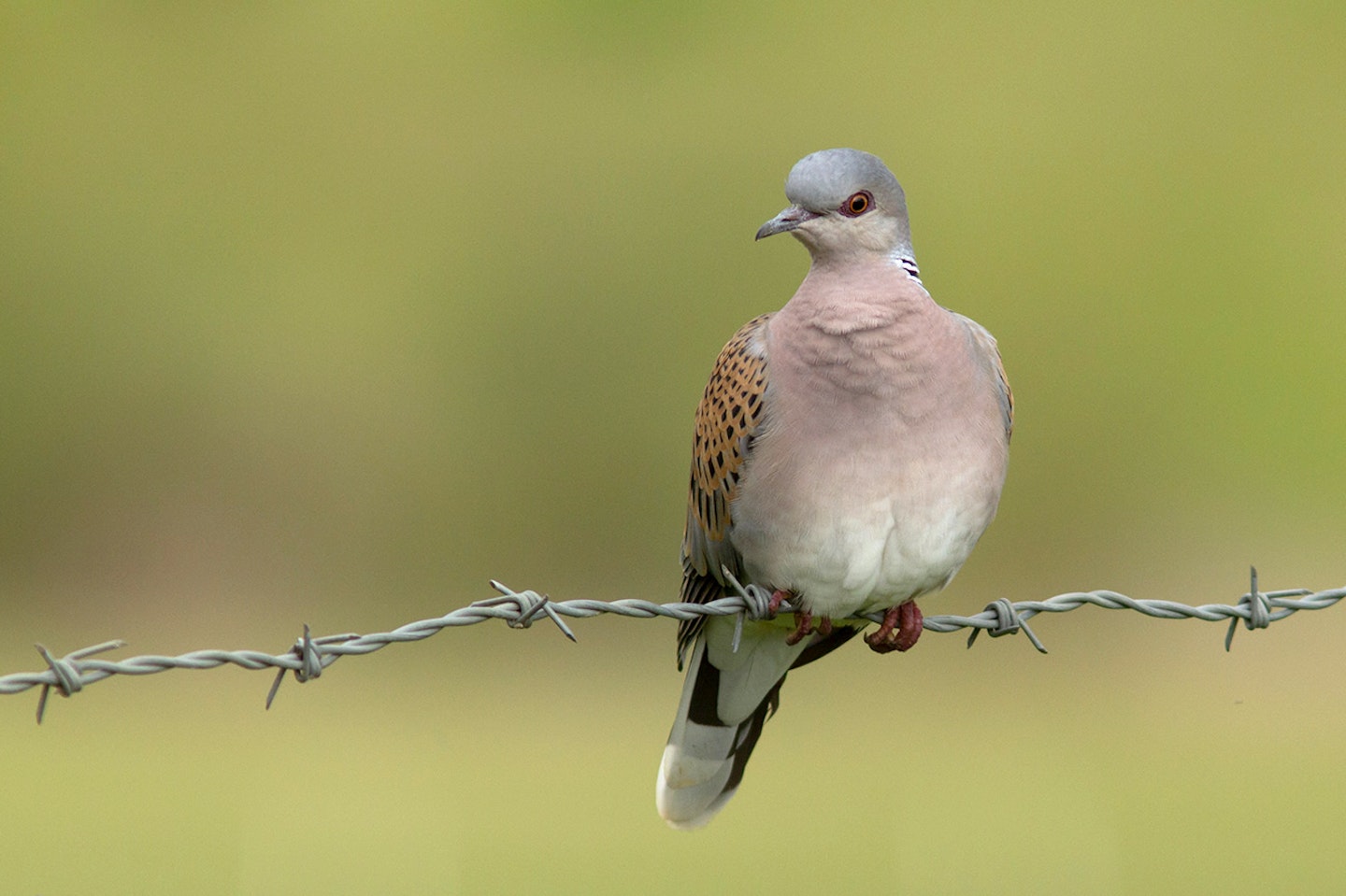 Turtle Dove