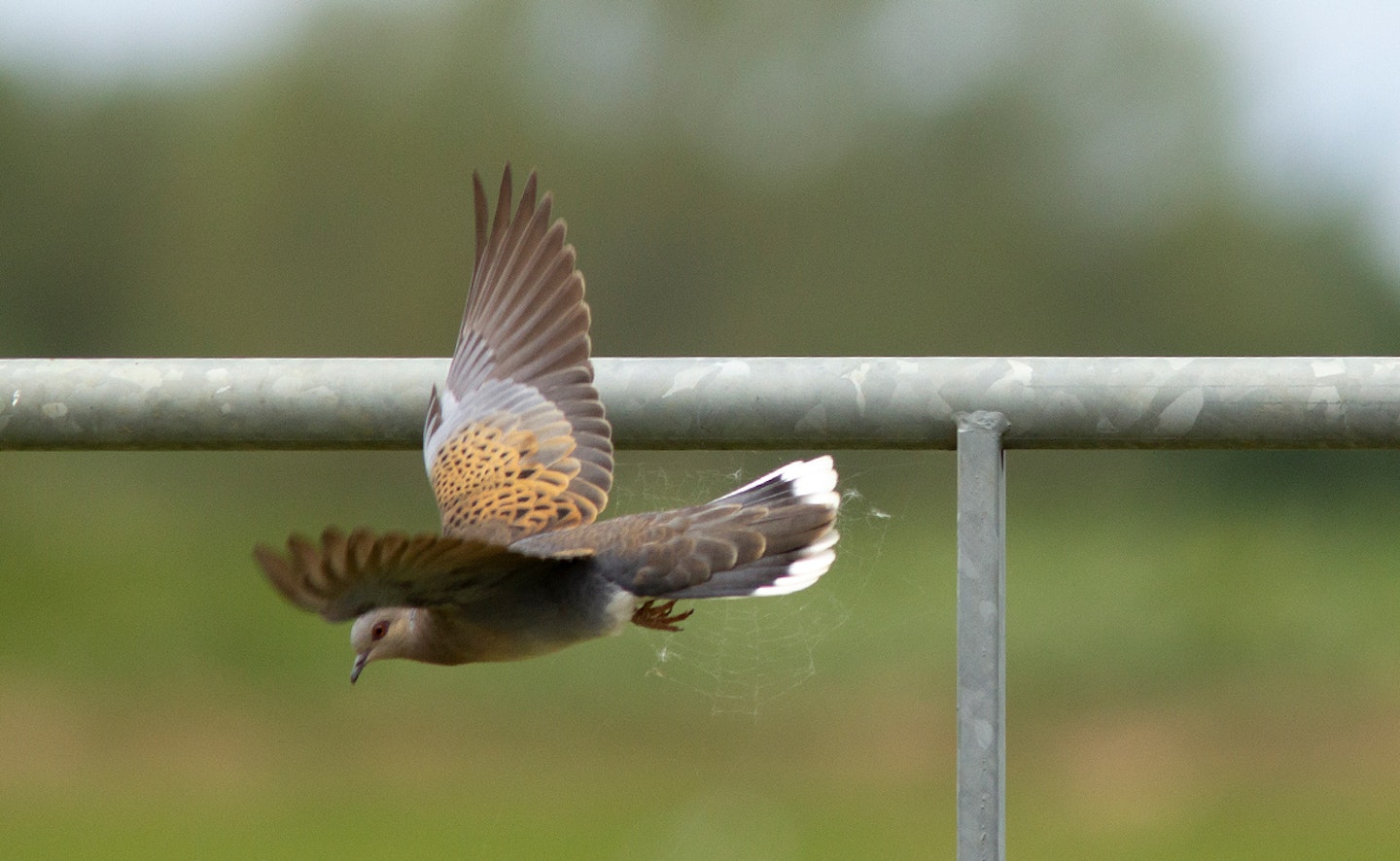 Turtle Dove