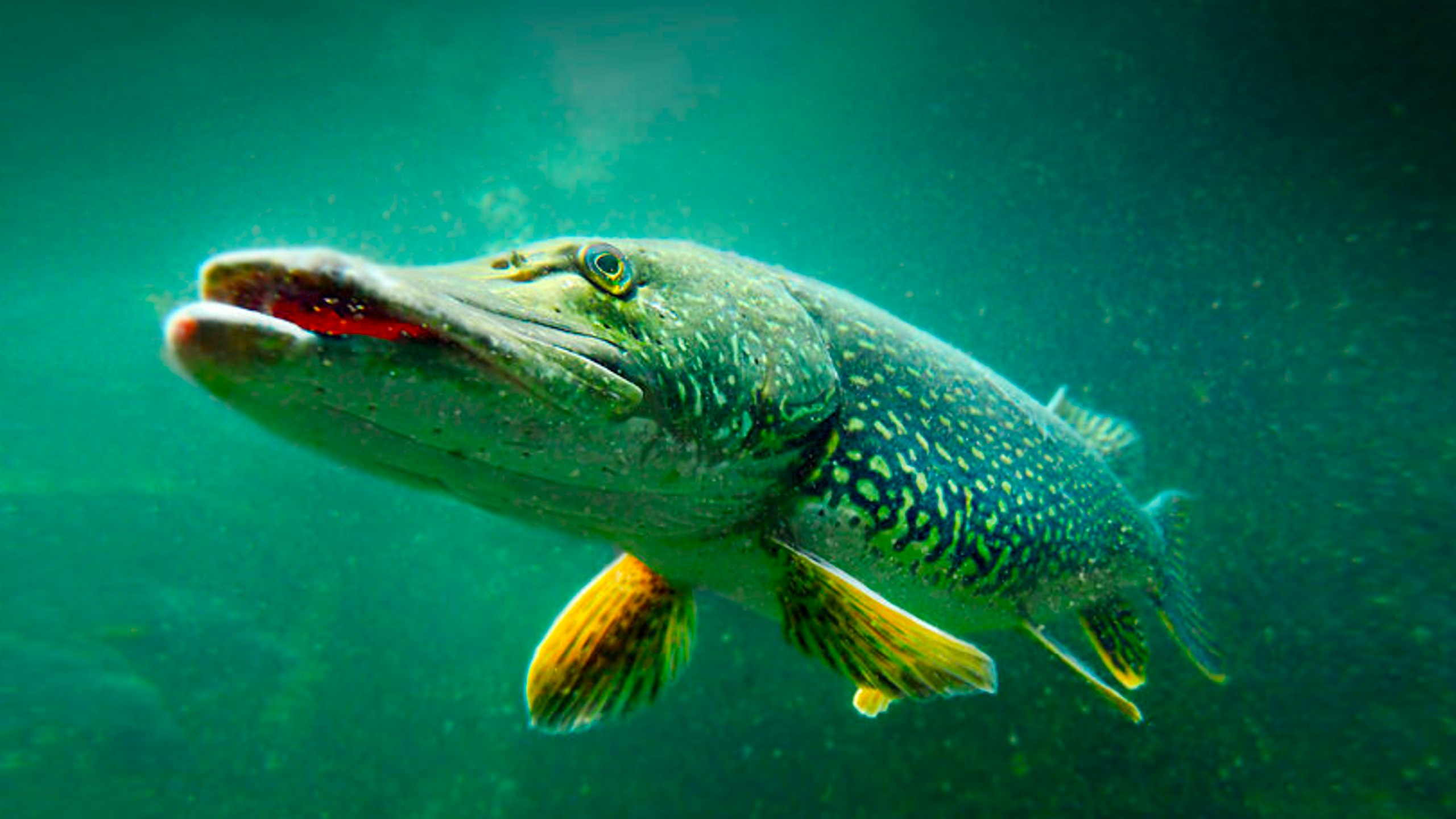 'Pike of a lifetime' on carp session