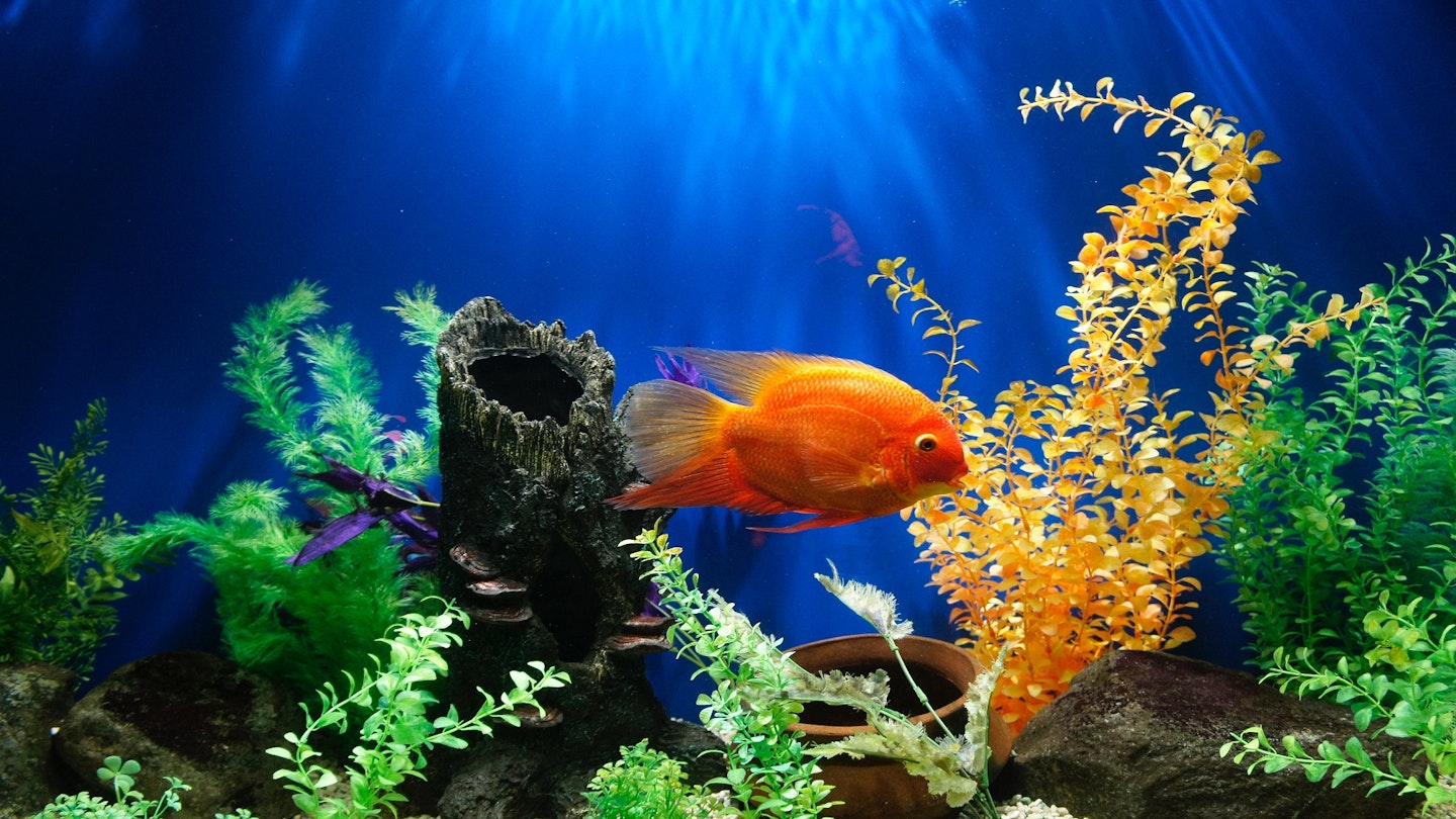 A close-up image of a fish swimming in a fish tank