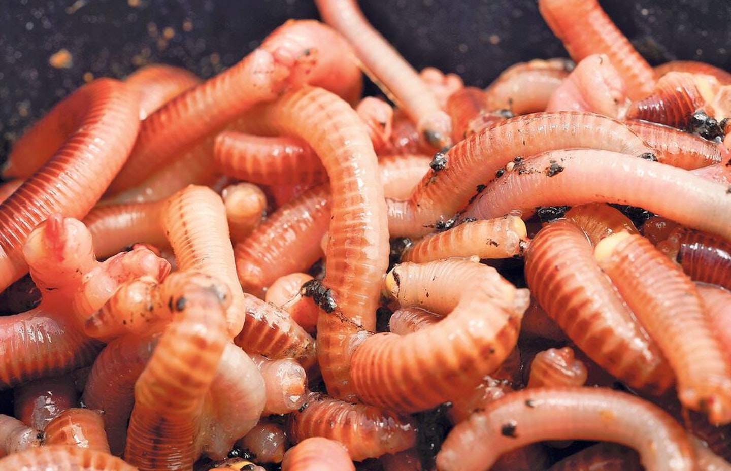 Tailor your worms