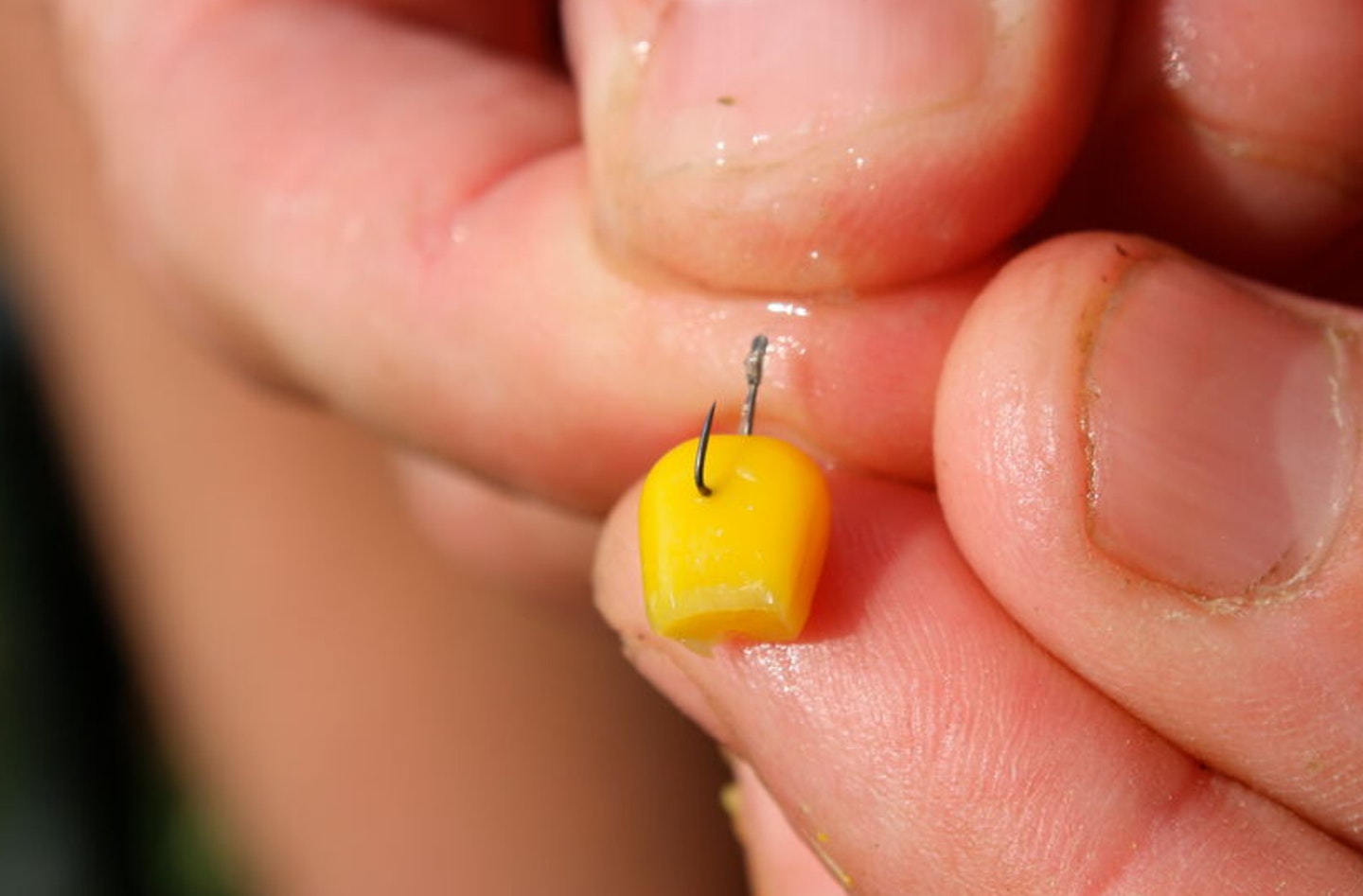 Use corn for big fish