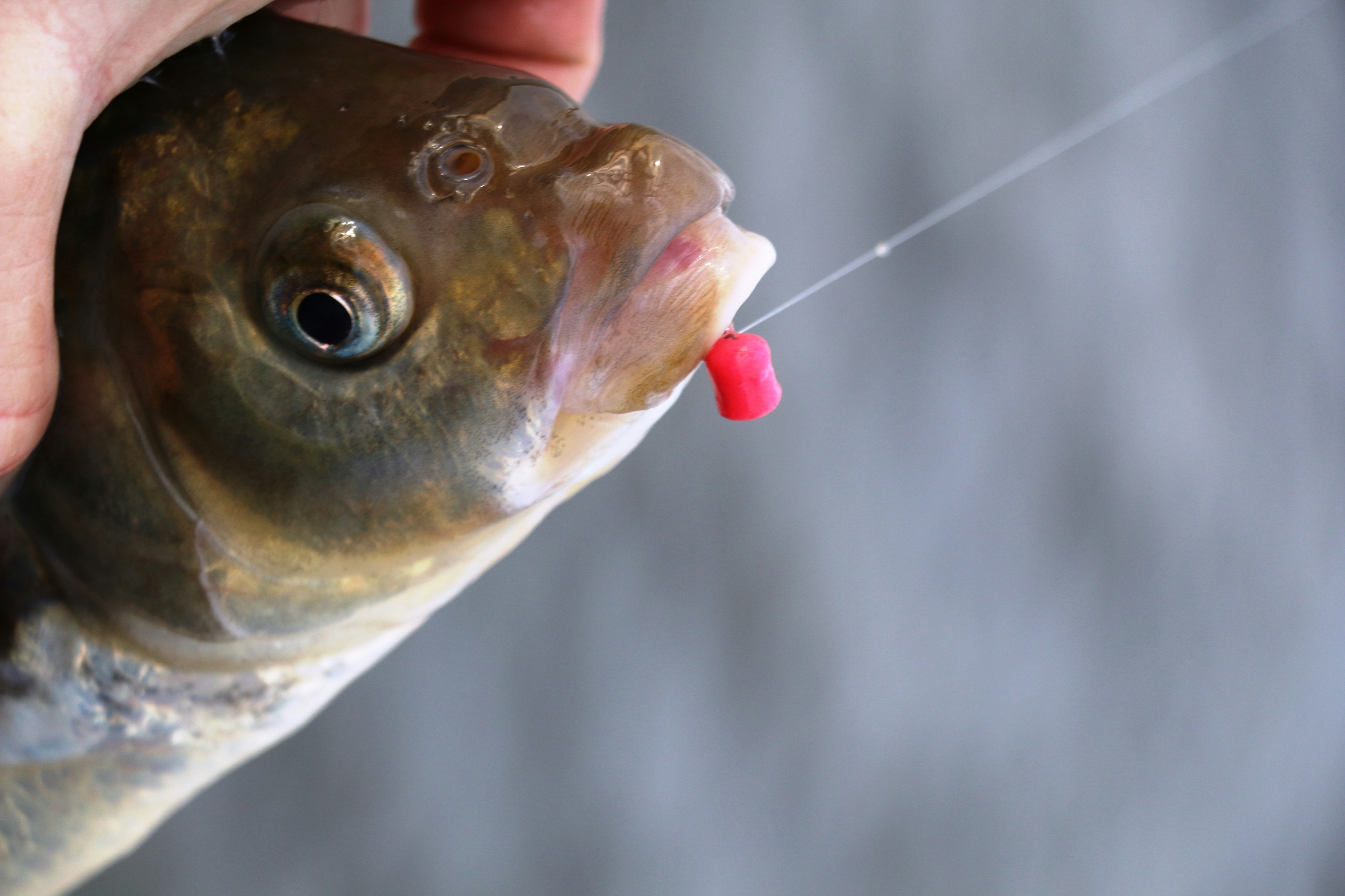 The best baits for bream