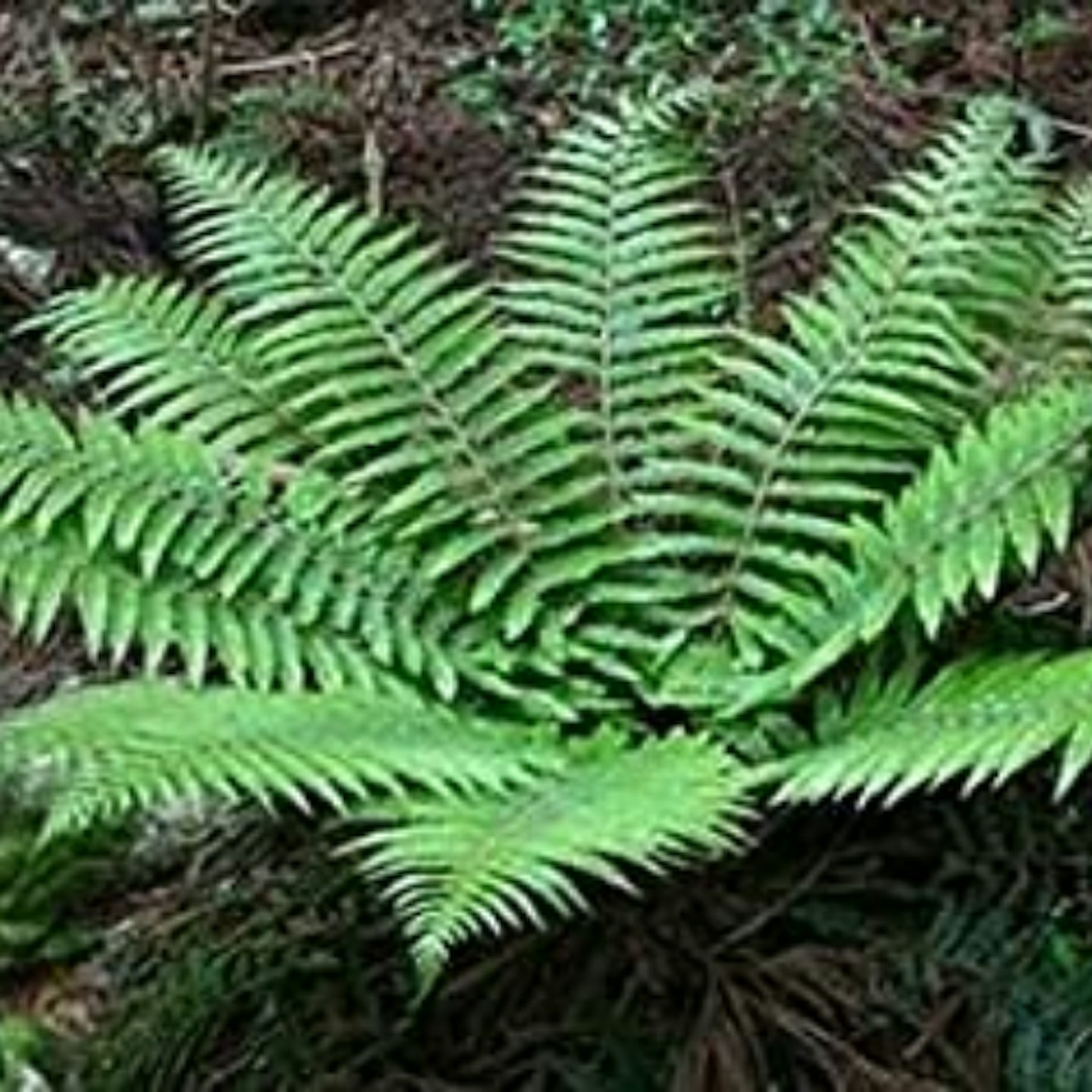Polystichum polyblepharum Japanese Tassel Fern