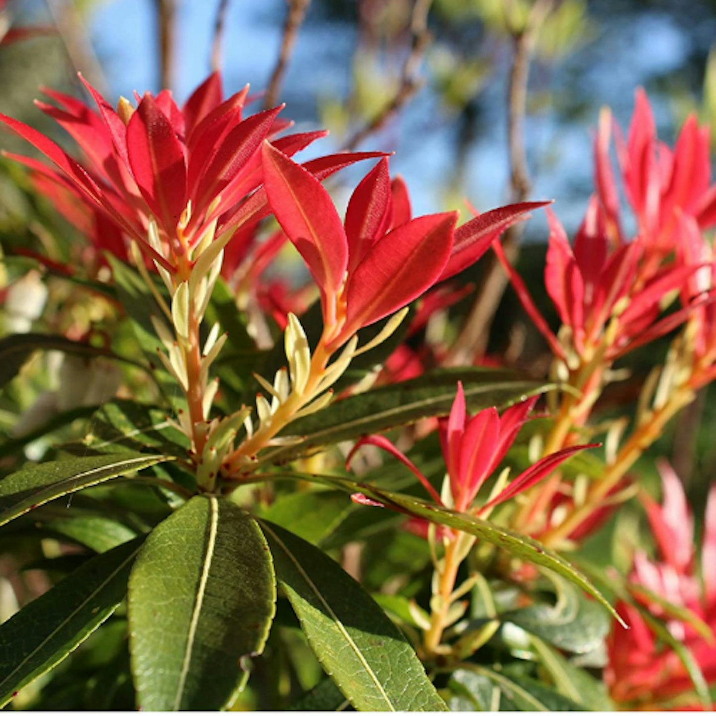 Pieris Forest Flame