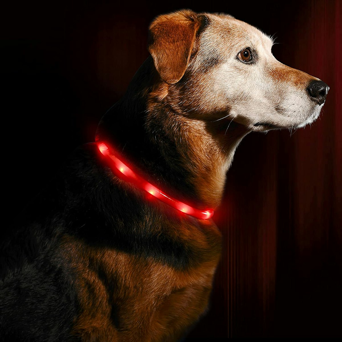 The Best Light Up Dog Collar UK 2023 Home Whats The Best