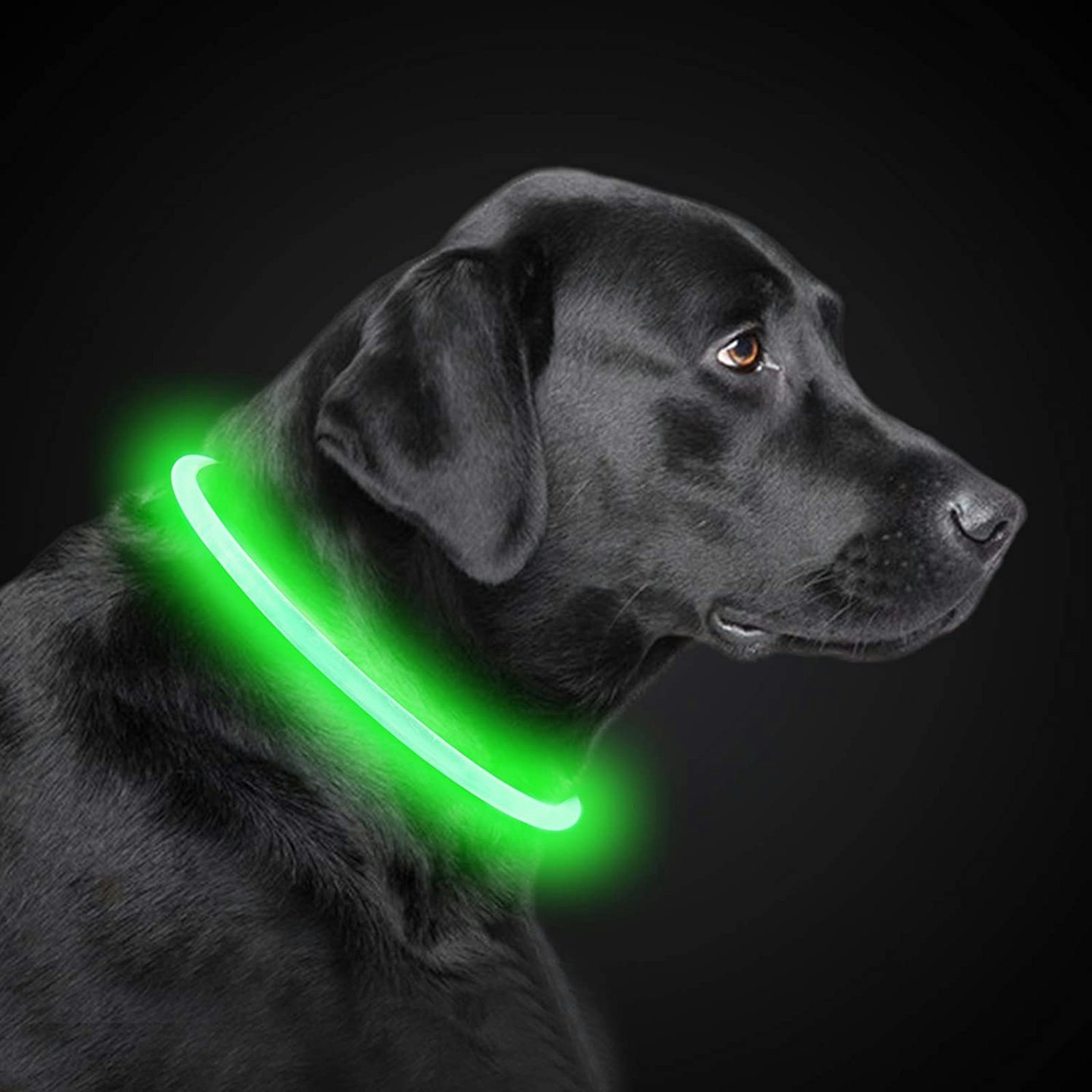 PetIsay Light up Dog Collar