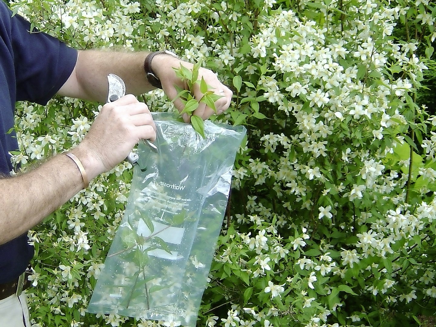 Collect the cuttings in early morning when itu2019s cool and popu00a0them into a damp polythene bag to prevent wilting.