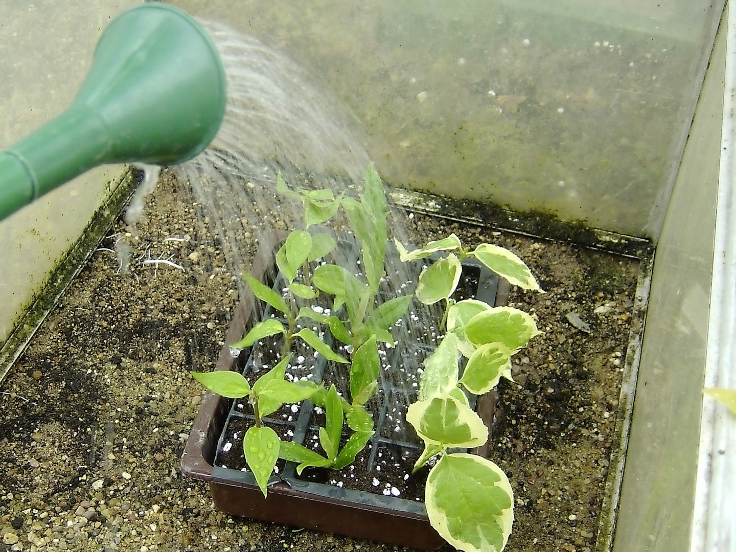 Step 4